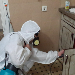 Дезинфекция от муравьев в квартире в Воскресенске